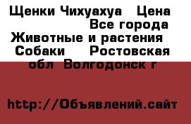 Щенки Чихуахуа › Цена ­ 12000-15000 - Все города Животные и растения » Собаки   . Ростовская обл.,Волгодонск г.